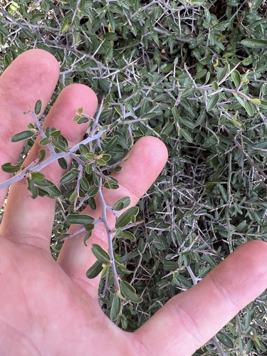 Fendler's ceanothus (Ceanothus fendleri)