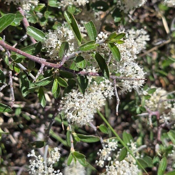 Fendler's ceanothus (Ceanothus fendleri)