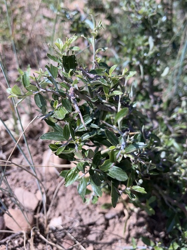Fendler's ceanothus (Ceanothus fendleri)