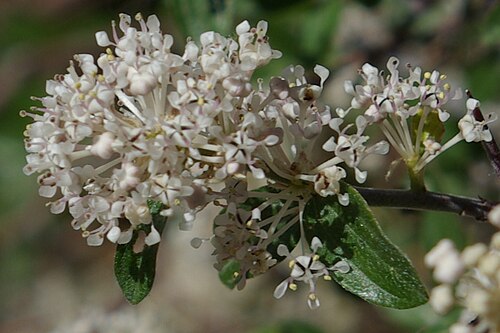 Fendler's ceanothus: Ceanothus fendleri , Fendler's Ceanothus, Upper Crossing Trail, Bandelier National Monument