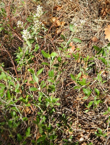 Fendler's ceanothus (Ceanothus fendleri)