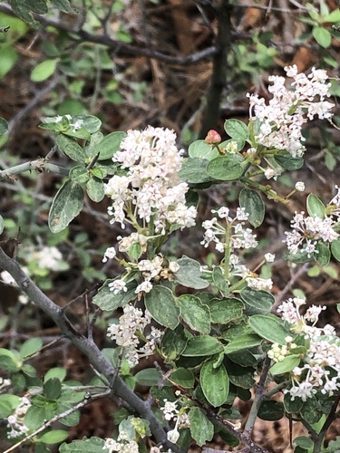 Fendler's ceanothus (Ceanothus fendleri)
