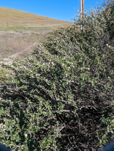 Coyote ceanothus (Ceanothus ferrisiae)