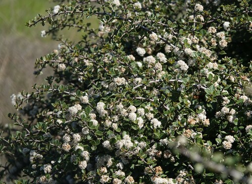 Coyote ceanothus (Ceanothus ferrisiae)