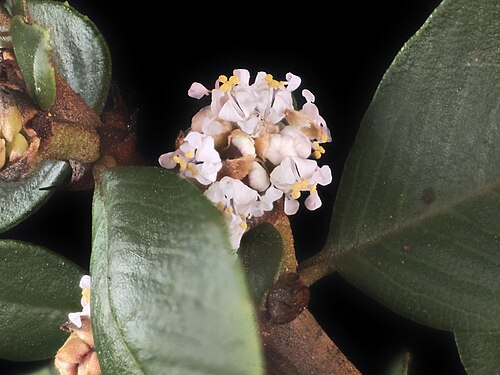 Coyote ceanothus: Ceanothus ferrisiae—Coyote ceanothus. Included in the CNPS Inventory of Rare and Endangered Plants on list 1B.1 (rare, threatened, or endangered in CA and elsew