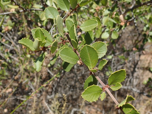 Coyote ceanothus (Ceanothus ferrisiae)