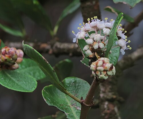 Coyote ceanothus: Ceanothus ferrisiae—Coyote ceanothus. Included in the CNPS Inventory of Rare and Endangered Plants on list 1B.1 (rare, threatened, or endangered in CA and elsew