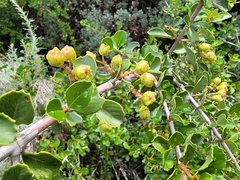 Coyote ceanothus (Ceanothus ferrisiae)