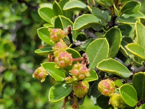 Coyote ceanothus (Ceanothus ferrisiae)