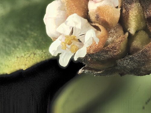 Coyote ceanothus: Ceanothus ferrisiae—Coyote ceanothus. Included in the CNPS Inventory of Rare and Endangered Plants on list 1B.1 (rare, threatened, or endangered in CA and elsew