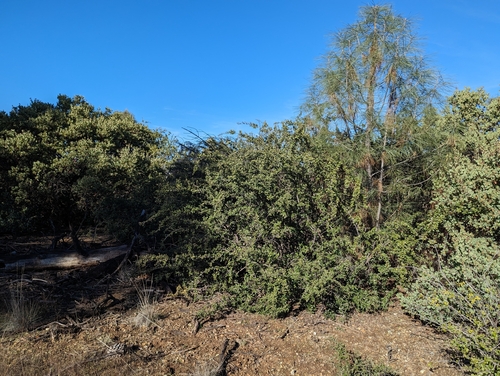 Coyote ceanothus (Ceanothus ferrisiae)