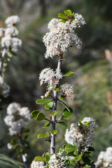 Coyote ceanothus (Ceanothus ferrisiae)