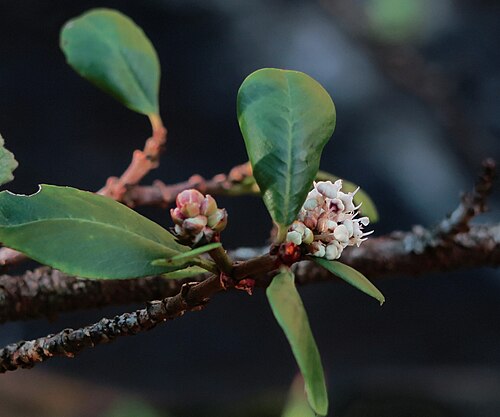 Coyote ceanothus: Ceanothus ferrisiae—Coyote ceanothus. Included in the CNPS Inventory of Rare and Endangered Plants on list 1B.1 (rare, threatened, or endangered in CA and elsew
