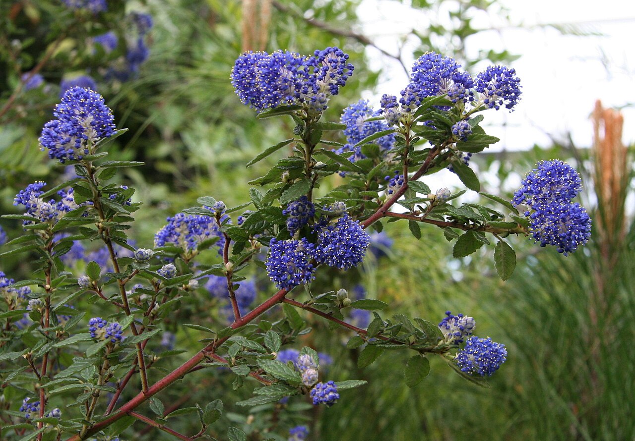 Wavyleaf ceanothus: Ceanothus foliosus im Botanischen Garten Dresden