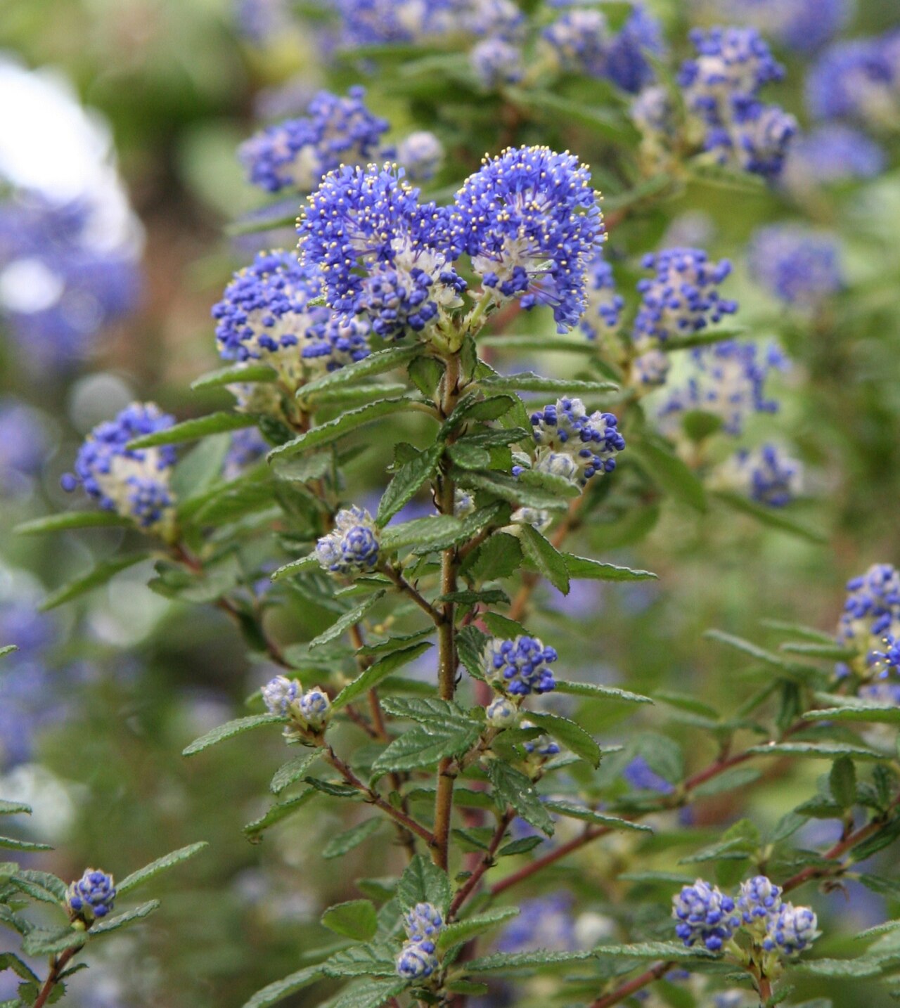 Wavyleaf ceanothus: Ceanothus foliosus im Botanischen Garten Dresden