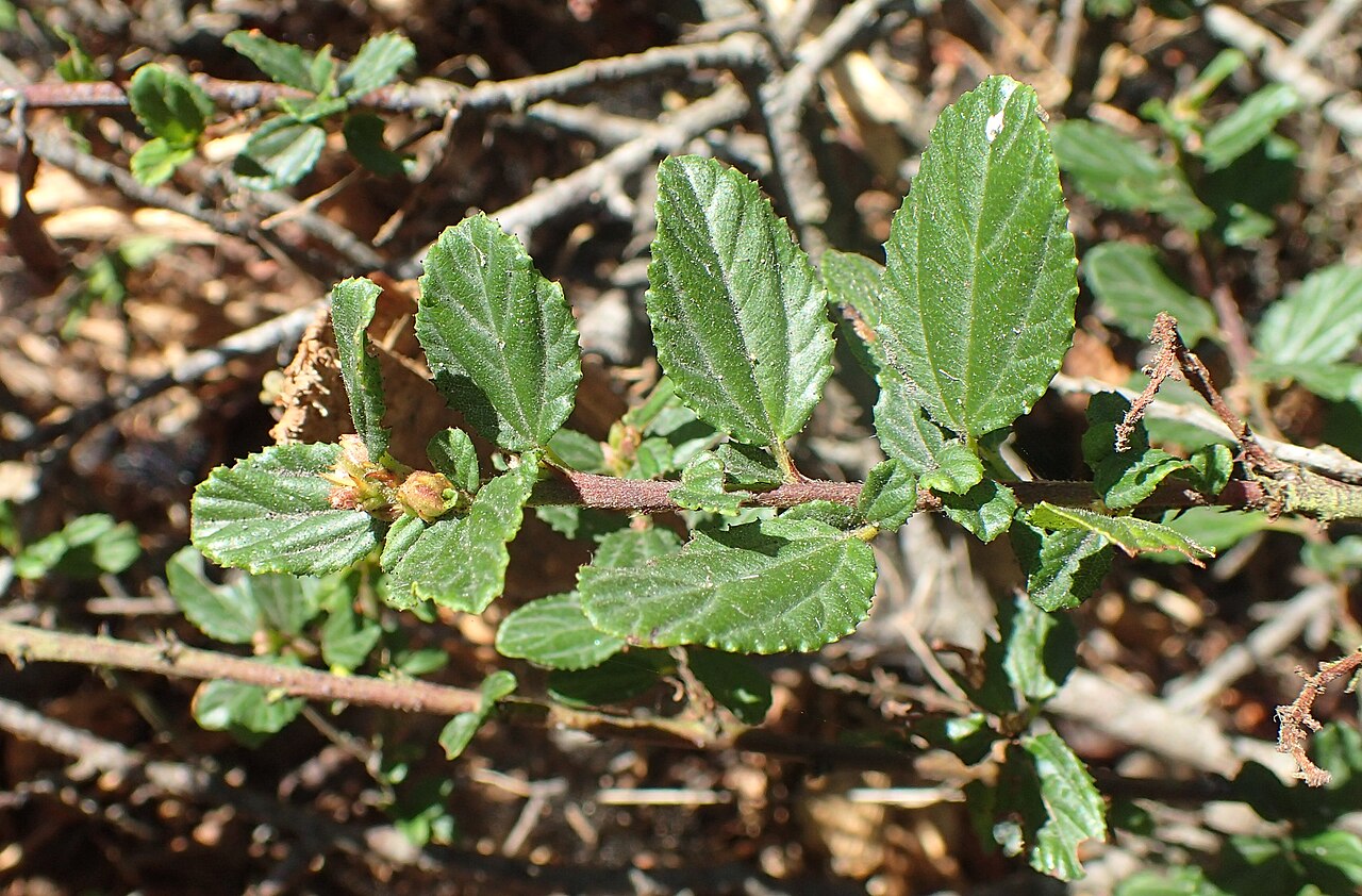 Wavyleaf ceanothus: Ceanothus foliosus var. vineatus in the San Francisco Botanical Garden