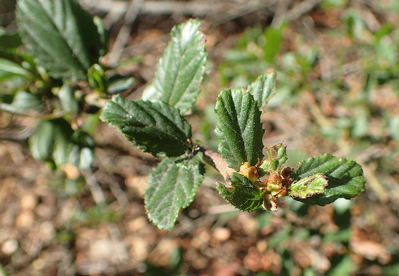 Wavyleaf ceanothus: Ceanothus foliosus var. vineatus in the San Francisco Botanical Garden