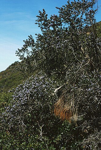 Wavyleaf ceanothus: Ceanothus foliosus — Kreuzdorngewächse (Rhamnaceae) Mount Tamalpais (Marin County), Kalifornien/California, U.S.