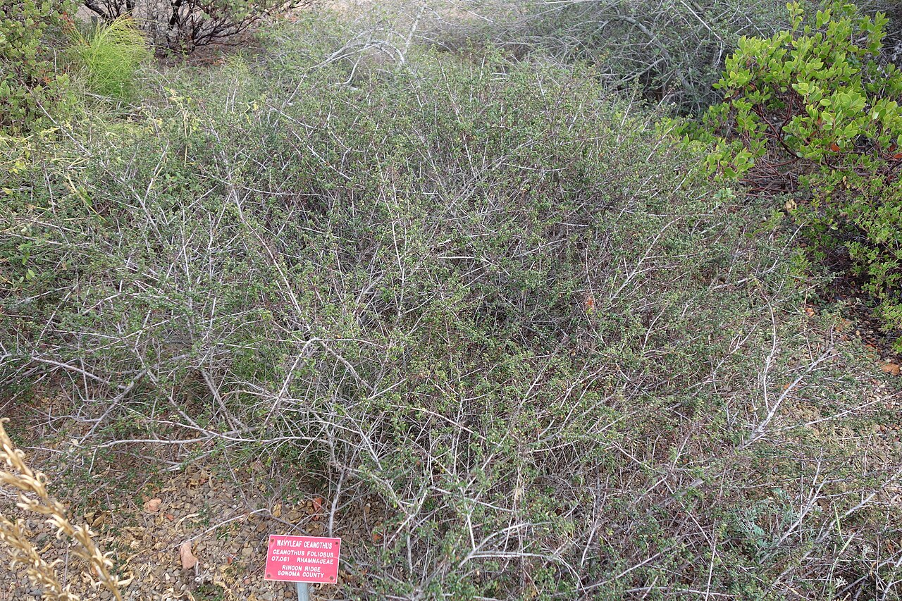 Wavyleaf ceanothus: Botanical specimen in the Regional Parks Botanic Garden, Berkeley, California, USA.