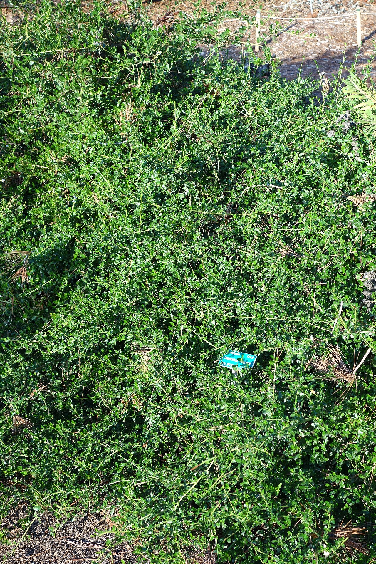 Wavyleaf ceanothus: Botanical specimen in the San Luis Obispo Botanical Garden - in El Chorro Regional Park, San Luis Obispo, California, USA.