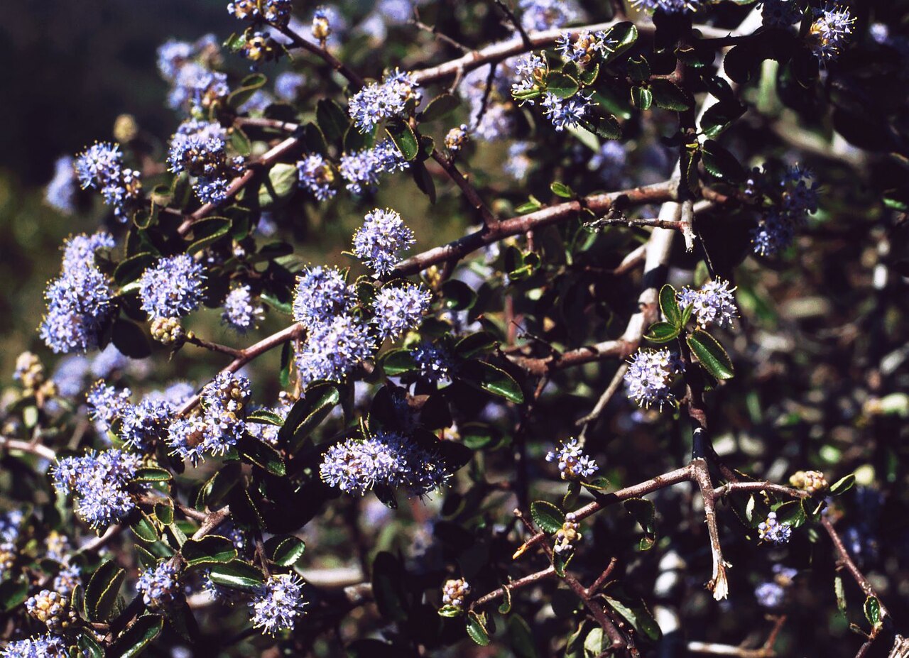 Wavyleaf ceanothus: Ceanothus foliosus , Kreuzdorngewächse (Rhamnaceae) — USA, Kalifornien/California: Mount Tamalpais (Marin County).