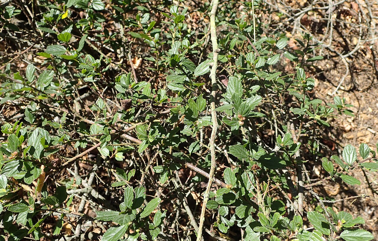 Wavyleaf ceanothus: Ceanothus foliosus var. vineatus in the San Francisco Botanical Garden