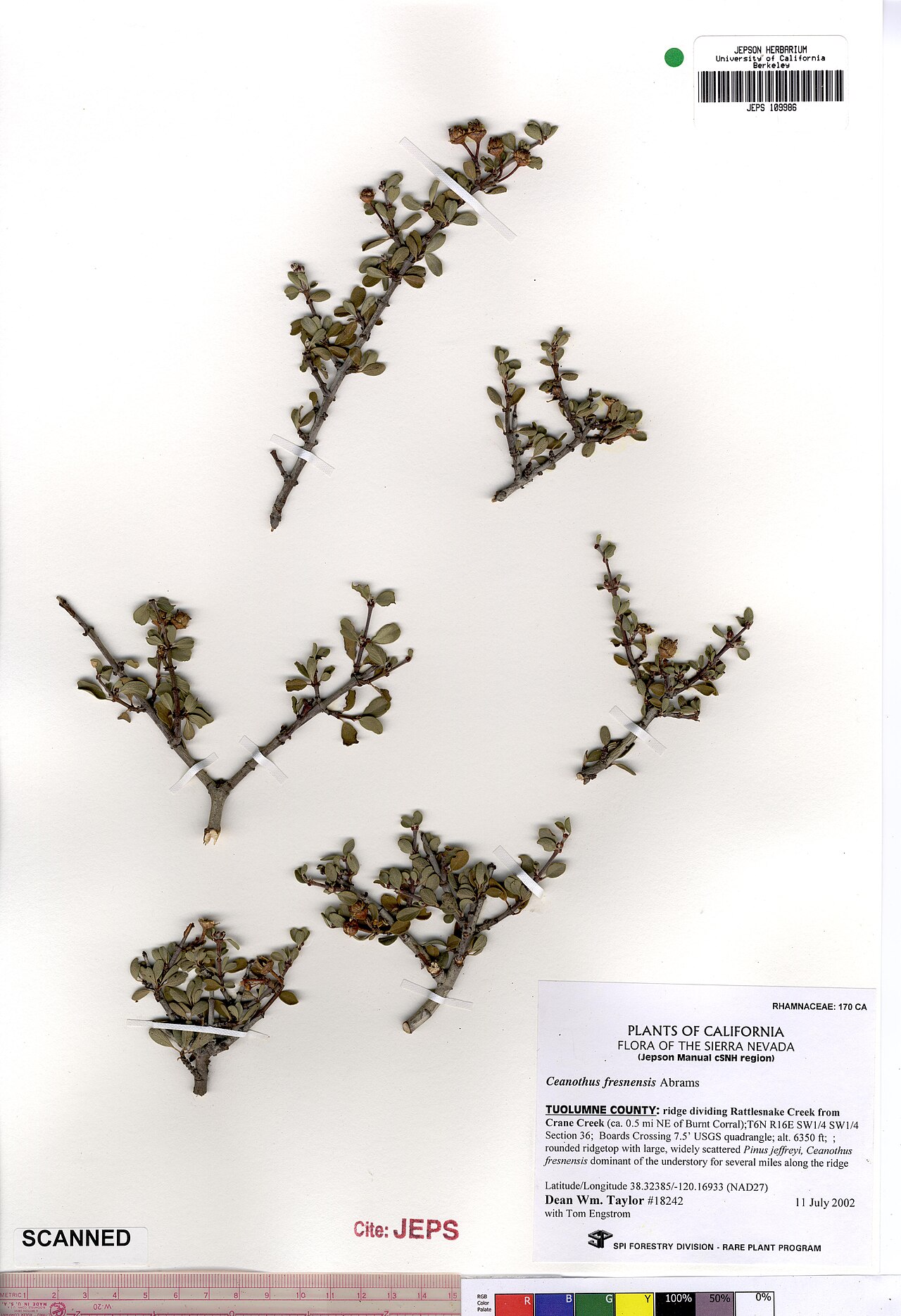 Fresno mat: Ceanothus fresnensis JEPS109986