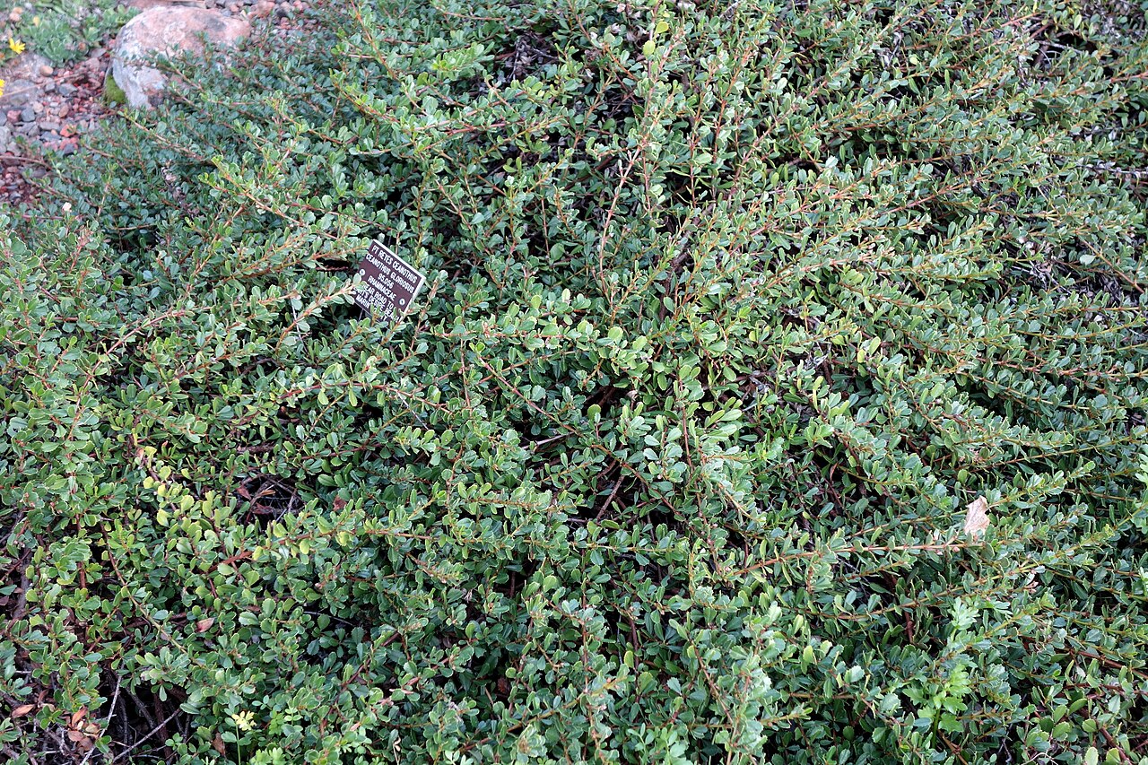 Point Reyes ceanothus: Botanical specimen in the Regional Parks Botanic Garden, Berkeley, California, USA.