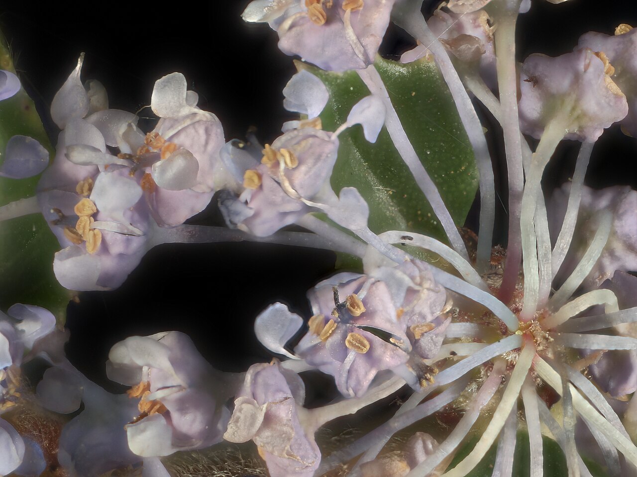 Point Reyes ceanothus: Ceanothus gloriosus—Point Reyes ceanothus. Photographed with Olympus Pen E-PL1 with Canon 100 mm FD macro lens and Canon 50 mm FD extension tube . Focus Stackin