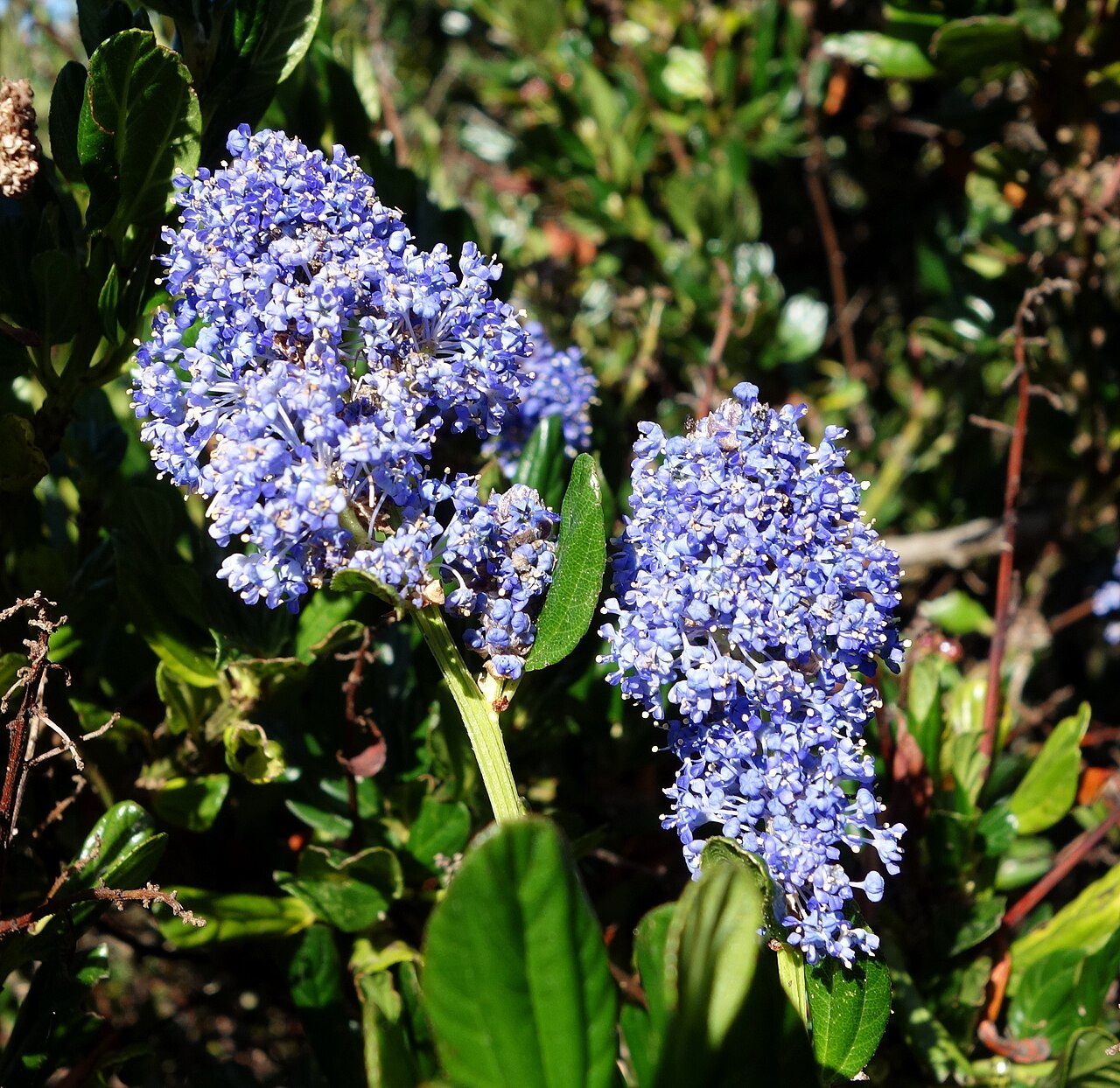 Point Reyes ceanothus: Horticultural specimen in the Humboldt Botanical Garden - Eureka, California, USA.