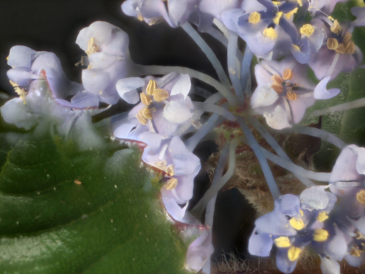 Point Reyes ceanothus: A failed stack