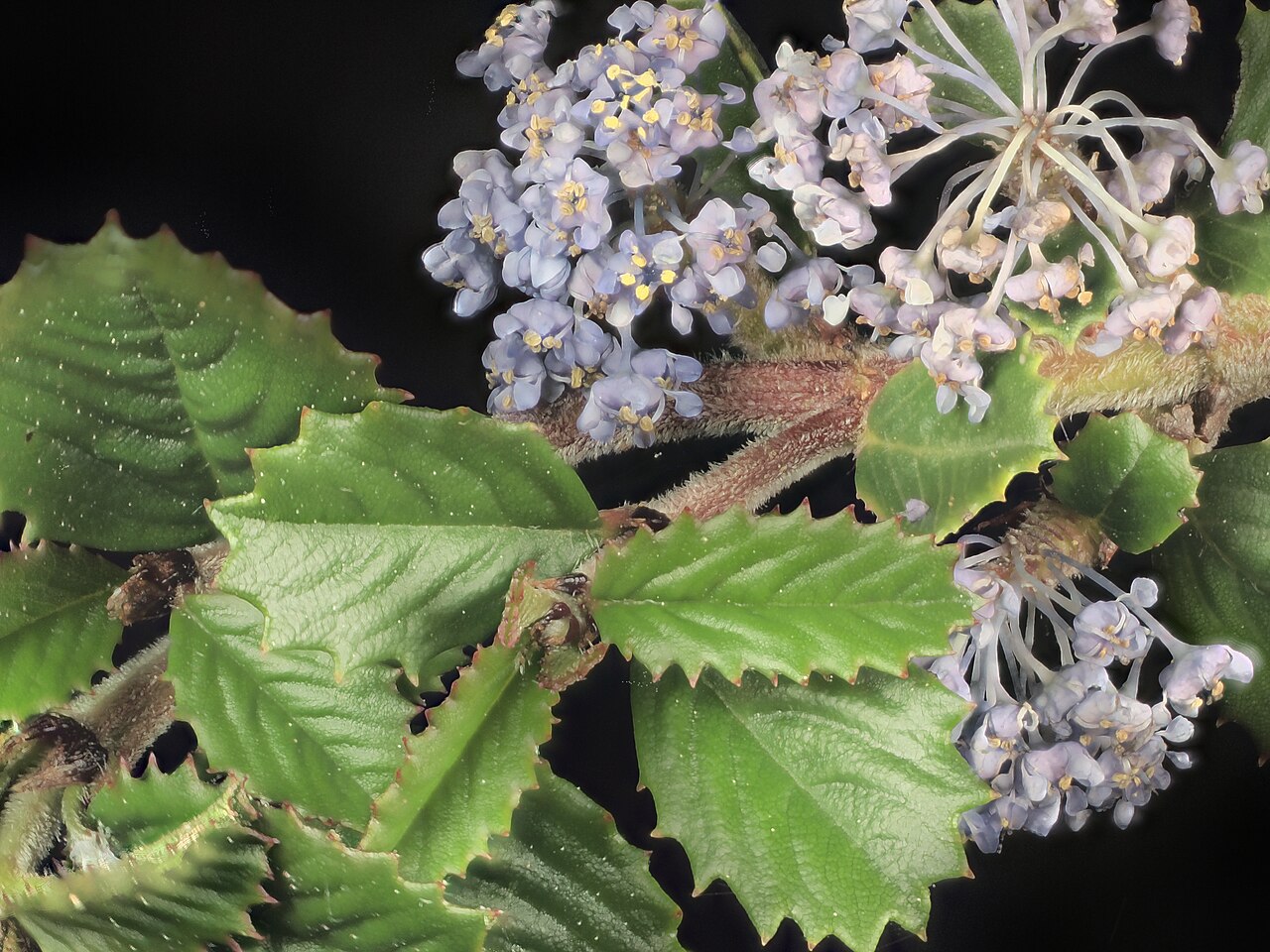 Point Reyes ceanothus: Ceanothus gloriosus—Point Reyes ceanothus. Photographed with Olympus Pen E-PL1 with Canon 100 mm FD macro lens. Focus Stacking of 16 images with Zerene Stacker