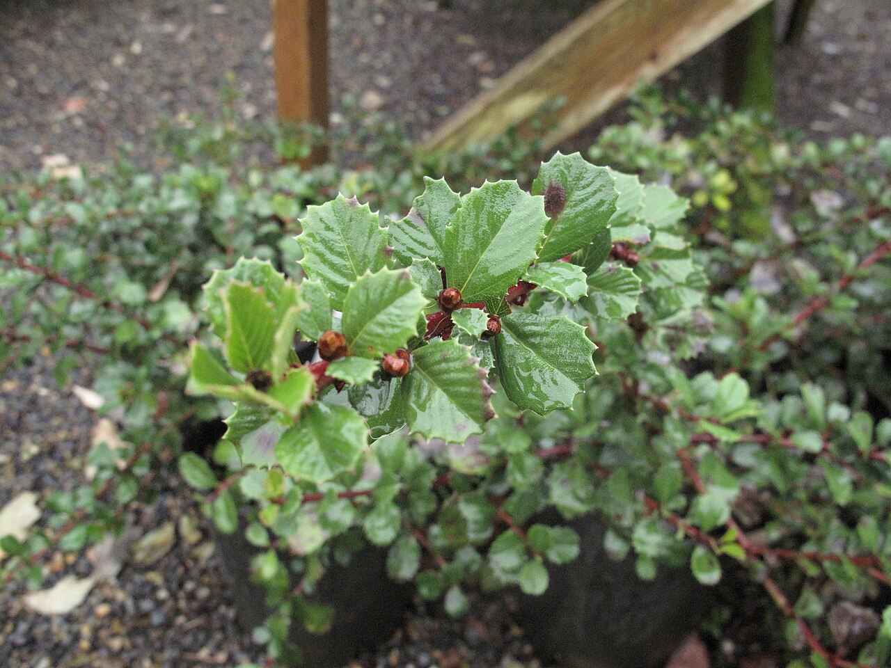 Point Reyes ceanothus: Ceanothus gloriosus — Point Reyes ceanothus. Endemic to coastal northern California. Cultivated as an ornamental garden plant.