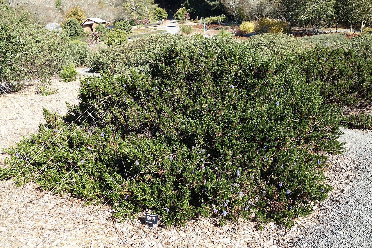 Point Reyes ceanothus: Horticultural specimen in the Humboldt Botanical Garden - Eureka, California, USA.