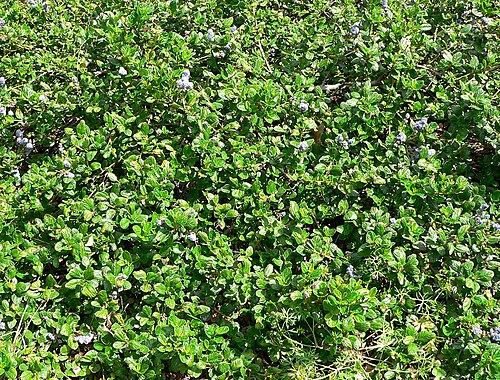 Carmel ceanothus: Photo of Ceanothus griseus var. horizontalis at the Regional Parks Botanic Garden , Berkeley, California