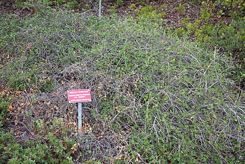 Carmel ceanothus: Botanical specimen in the Regional Parks Botanic Garden, Berkeley, California, USA.