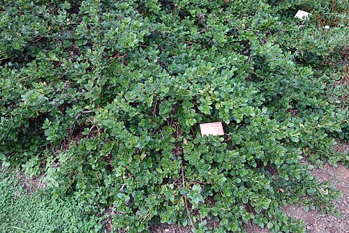 Carmel ceanothus: Botanical specimen in the Regional Parks Botanic Garden, Berkeley, California, USA.