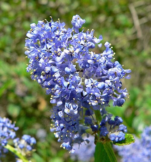Carmel ceanothus: *Photo of Ceanothus griseus var. griseus at the Regional Parks Botanic Garden , Berkeley, California