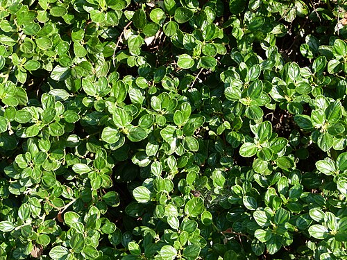 Carmel ceanothus: Jardin botanique Barcelone