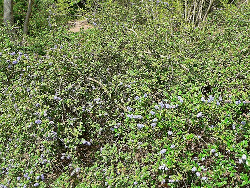 Carmel ceanothus: *Photo of Ceanothus griseus var. griseus at the Regional Parks Botanic Garden , Berkeley, California