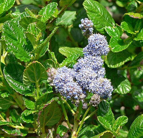 Carmel ceanothus: *Photo of Ceanothus griseus var. horizontalis at the Regional Parks Botanic Garden , Berkeley, California