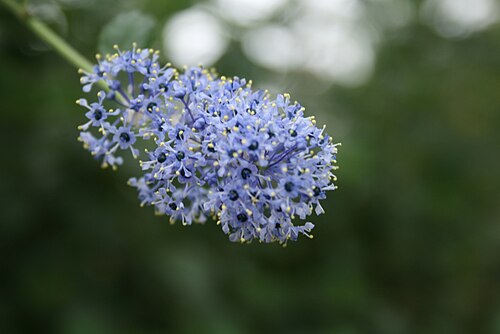 Carmel ceanothus: Ceanothus griseus : Flower head