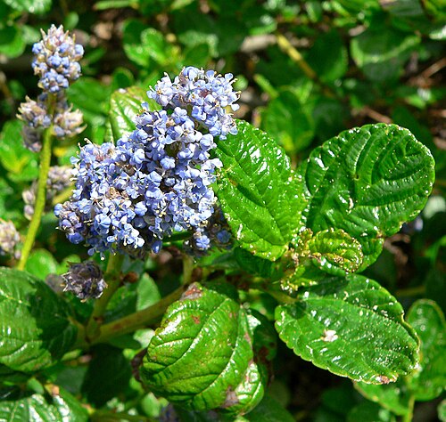 Carmel ceanothus: Photo of Ceanothus griseus var. horizontalis at the Regional Parks Botanic Garden , Berkeley, California