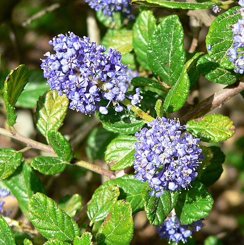 Carmel ceanothus: *Photo of Ceanothus griseus var. griseus at the Regional Parks Botanic Garden , Berkeley, California