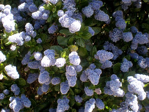 Carmel ceanothus: Jardín Botánico de Barcelona.