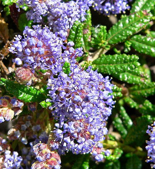 Hearst Ranch buckbrush: Photo of Ceanothus hearstiorum at the Regional Parks Botanic Garden , Berkeley, California