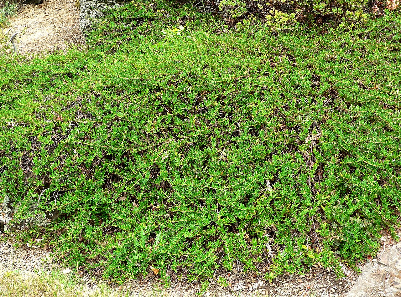 Hearst Ranch buckbrush: Photo of Ceanothus hearstiorum at the Regional Parks Botanic Garden