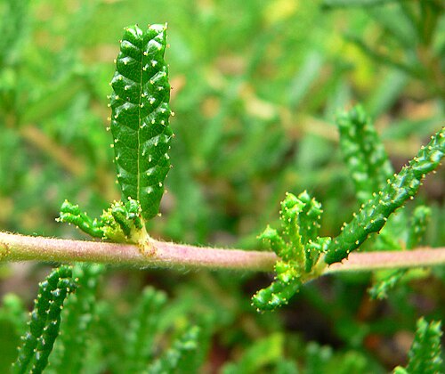Hearst Ranch buckbrush: Photo of Ceanothus hearstiorum at the Regional Parks Botanic Garden