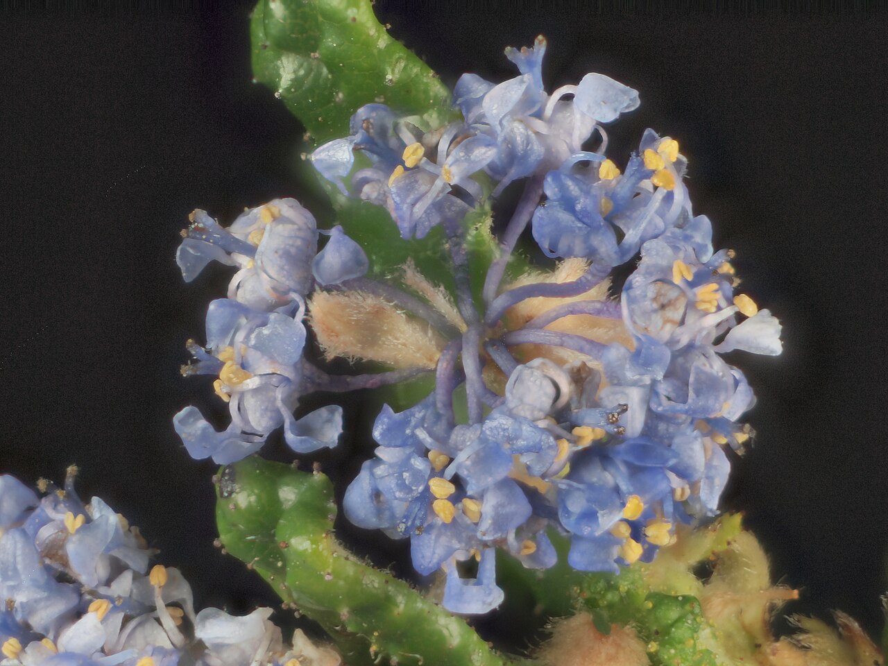 Hearst Ranch buckbrush: Ceanothus hearstiorum—Hearst Ranch buckbrush. Included in the CNPS Inventory of Rare and Endangered Plants on list 1B.2 (rare, threatened, or endangered in CA a