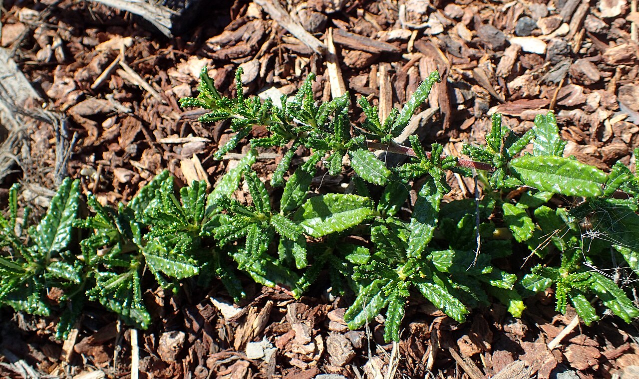 Hearst Ranch buckbrush: Ceanothus hearstiorum in the Humboldt Botanical Garden